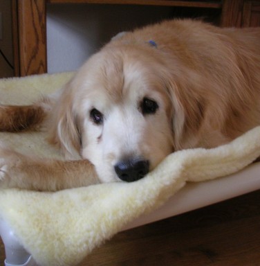 Sampson looking relaxed as he rests on his donated Kuranda bed with fleece pad
