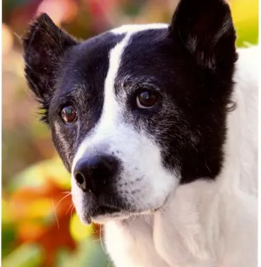 Sassy, a dog helped by Grey Muzzle