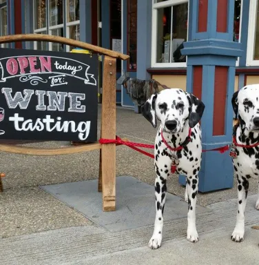 Dalmations at Mutt Lynch tasting room