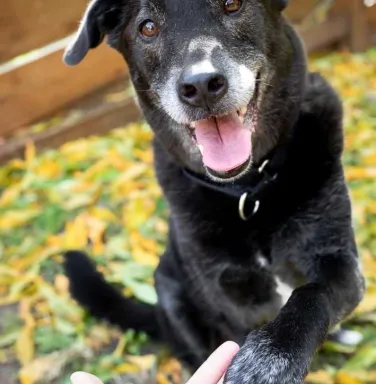 Black dog with paw