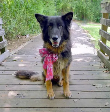 Black shepherd mix Angel Black shepherd mix Angel