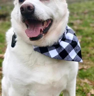 White lab mix Anna