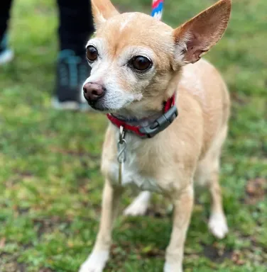 tan deer-headed chihuahua