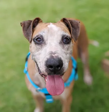 Mixed breed dog Baylord