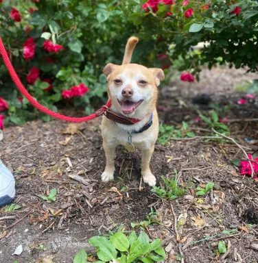 White Chihuahua Bodie