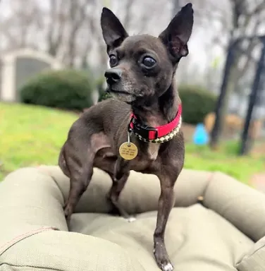 black chihuahua with three legs