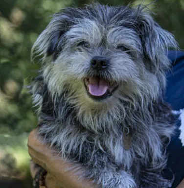 light brown long-haired dog