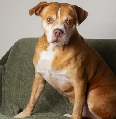 brown dog sitting in natural light