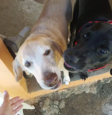 black lab and yellow lab