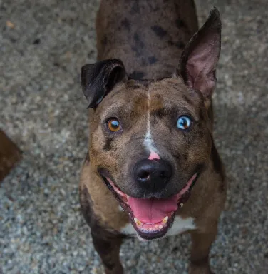 Catahoula Leopard mix Carmelo