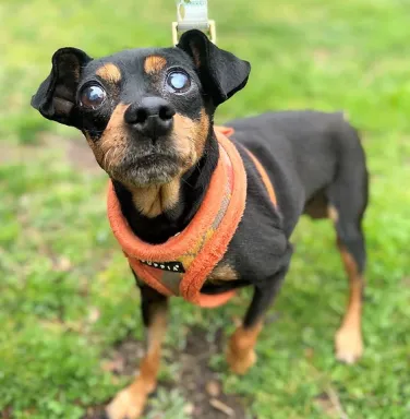 female min pin mix