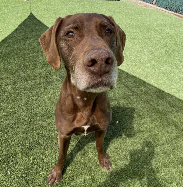 grey snooted brown dog