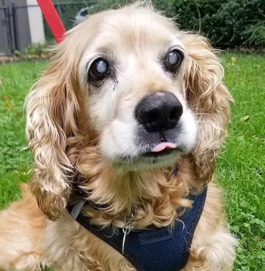 cocker spaniel face