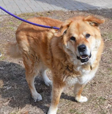 Blonde chow mix smiling with a purple leash Blonde chow mix smiling with a purple leash
