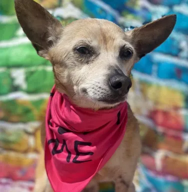 beige dog with wide ears