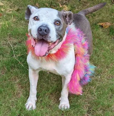 pit bull with feather boa