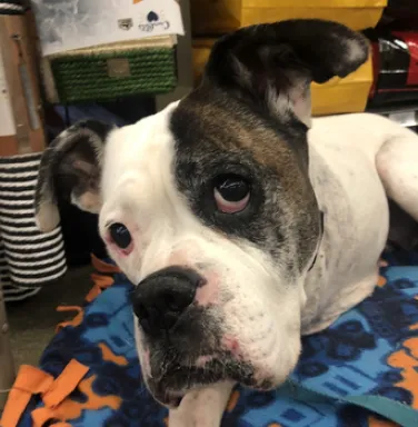 Close up of white boxer Ella