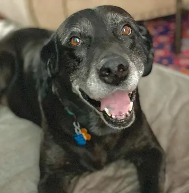 smiling black lab