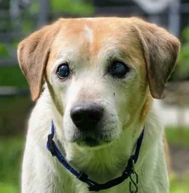 brown and white beagle