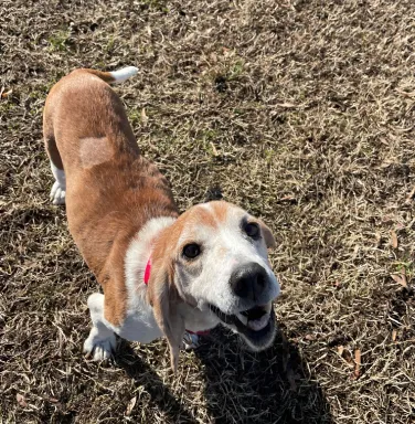 beagle mix smiling at the camera