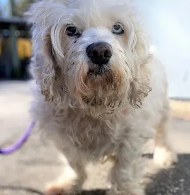 white poodle mix