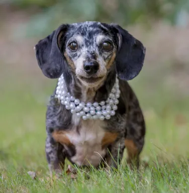 speckled dachshund with pearl necklace