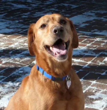 Close up of fox red Labrador Retriever Gabe