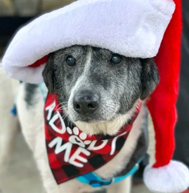 Gibson in Santa hat