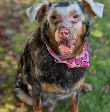 border collie mix