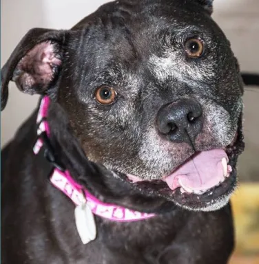 Close up of black pit bull mix