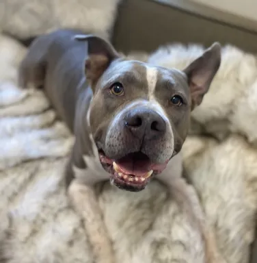 Hagrid the grey and white pit bull