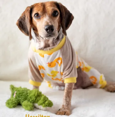 beagle in pajamas