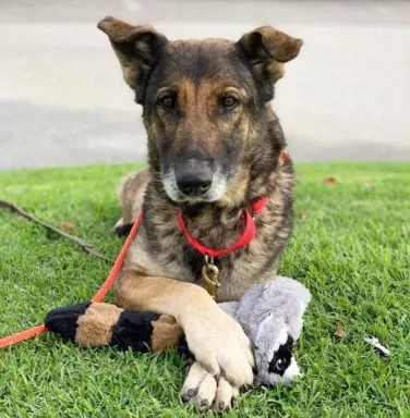 Hannah with paws crossed