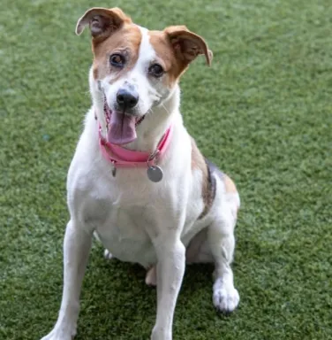 brown and white dog sitting