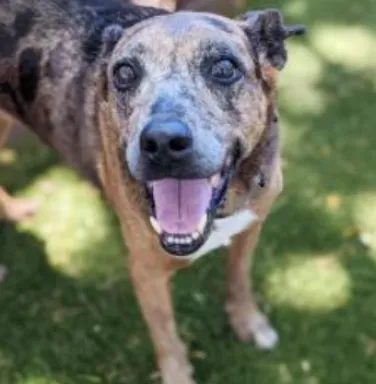 spotted dog smiling