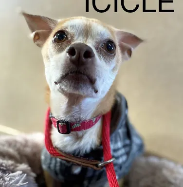 Icicle the Chihuahua