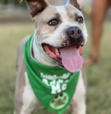 pit bull with green bandana