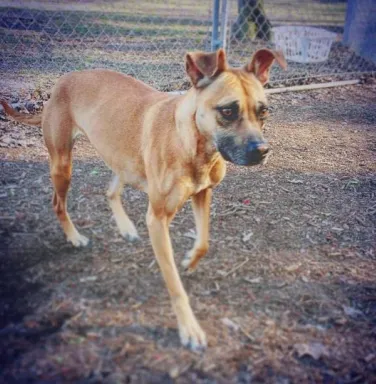 Tan boxer mix Kara