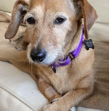 Wire Haired Dachshund mix Kona