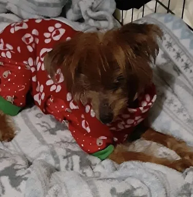 dog in pajamas