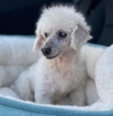 white mini poodle