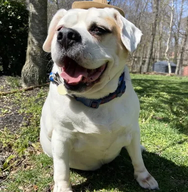 beagle mix smiling at the camera