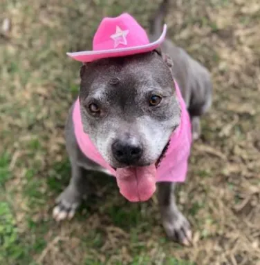 grey pitbull with pink cowboy hat