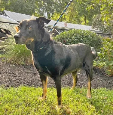 black and brown dog in the sunlight