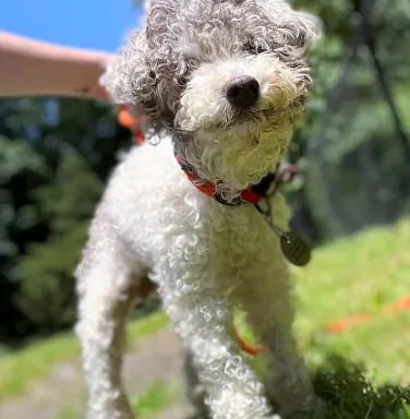 white poodle outside