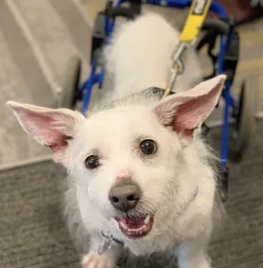 White dog Mario in wheelchair