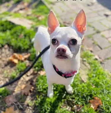 White Chihuahua Max