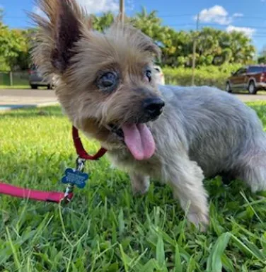 Yorkie Maybelle