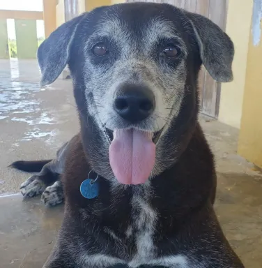 black lab with grey face