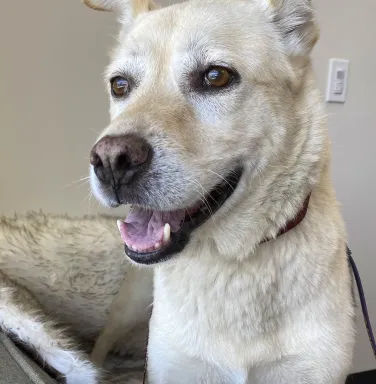 Yellow lab mix Milan